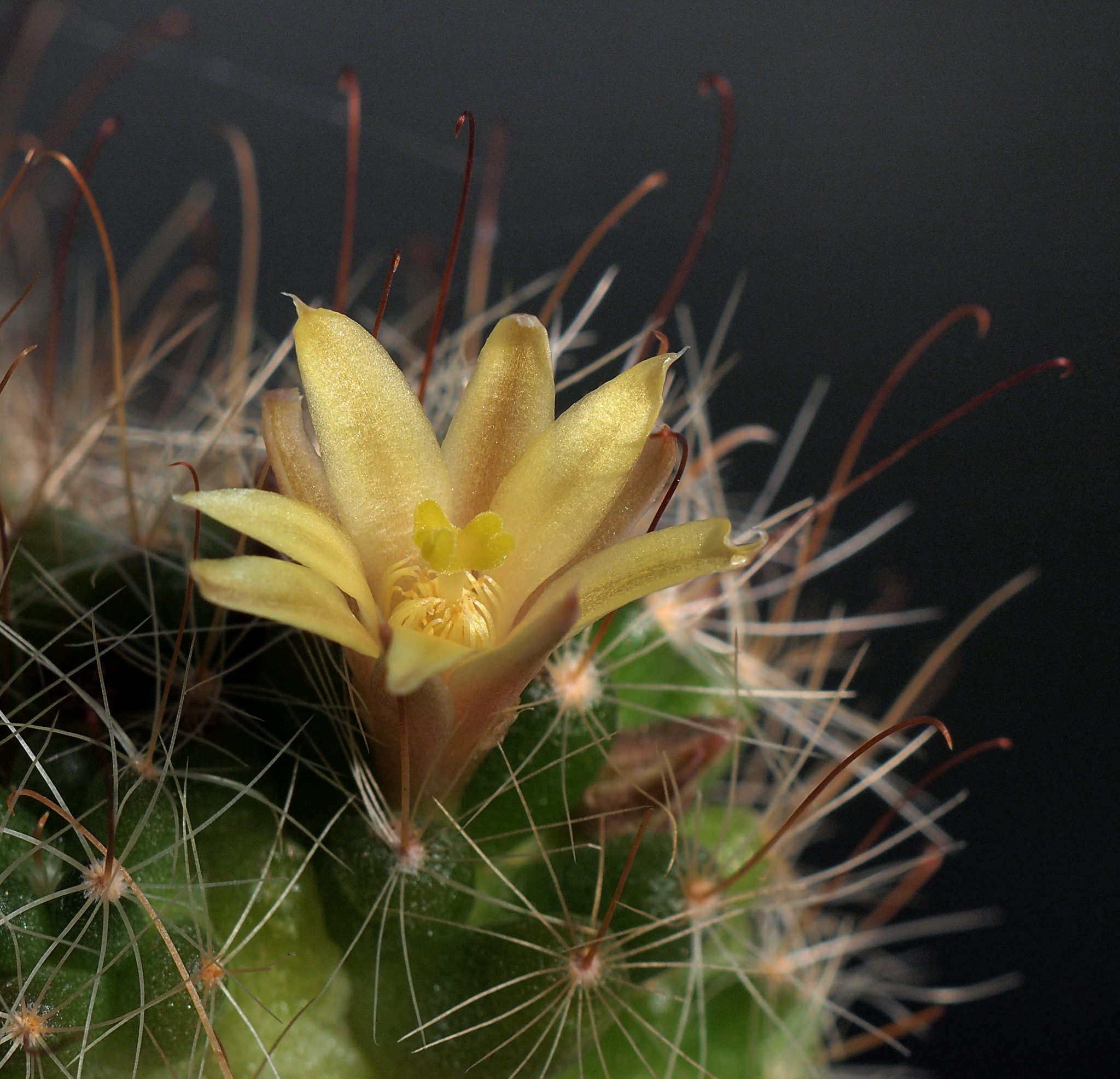 Mammillaria surculosa